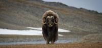 Musk ox on Wrangel Island (c)MKelly